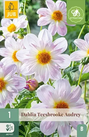 Dahlia Teesbrooke Audrey 1st