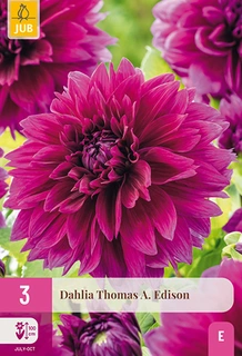 Dahlia Thomas A. Edison 3st