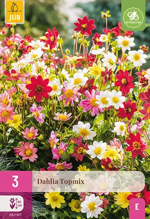 Dahlia Topmix 3st