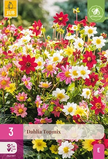 Dahlia Topmix 3st