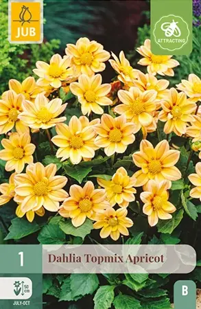 Dahlia Topmix Apricot 1st