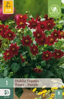 Dahlia Topmix Paars 1st