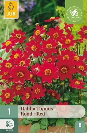 Dahlia Topmix Rood 1st