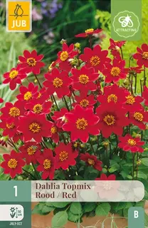 Dahlia Topmix Rood 1st