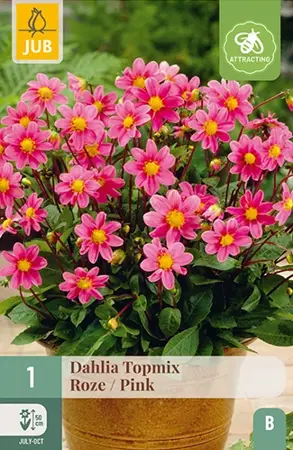 Dahlia Topmix Roze 1st