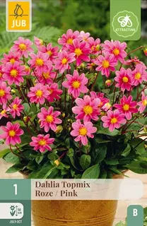 Dahlia Topmix Roze 1st