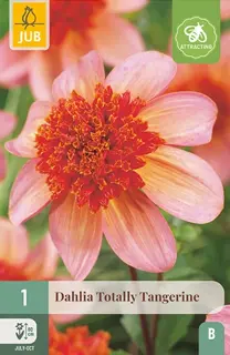 Dahlia Totally Tangerine 1st