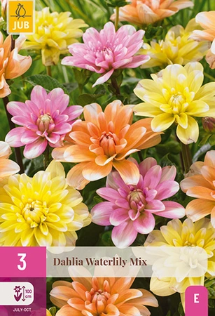 Dahlia Waterlily Mix 3st
