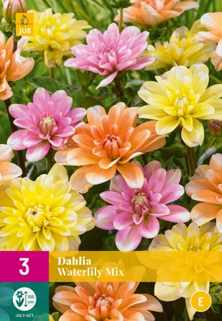 Dahlia Waterlily Mix 3st