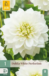 Dahlia White Perfection 1st