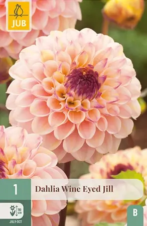 Dahlia Wine Eyed Jill 1st