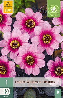 Dahlia Wishes 'N Dreams 1st