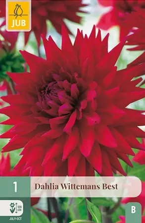 Dahlia Wittemans Best 1st