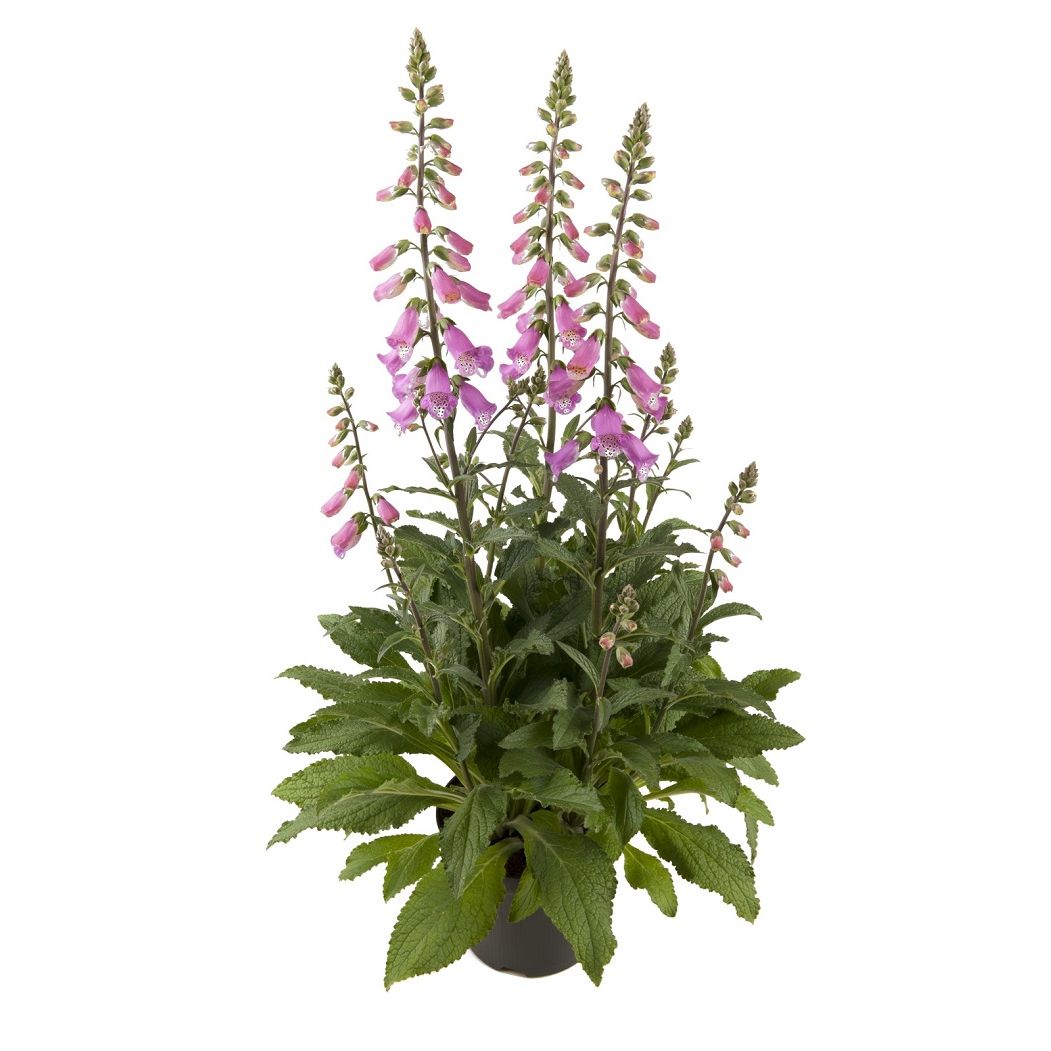 Digitalis Pink Panther vingerhoedskruid