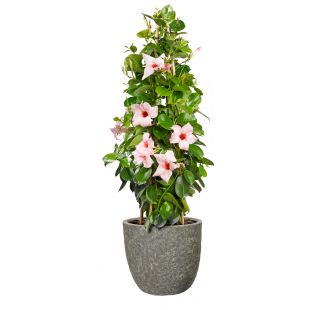 Dipladenia Sundavilla