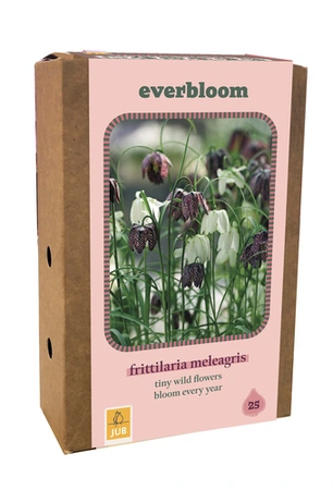 Doos 25 Everbloom Fritillaria meleagris 6/7 – Voorjaarsbloeier