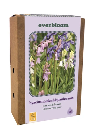 Doos Everbloom Hyacinthoides Hispanica Mix - 25 bloembollen
