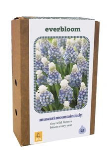 25 Muscari Mountain Lady