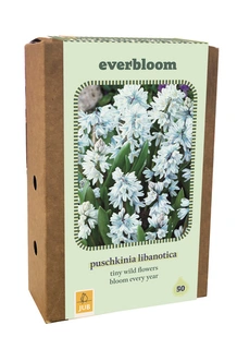 Doos Everbloom Puschkinia Libanotica - 50 bloembollen