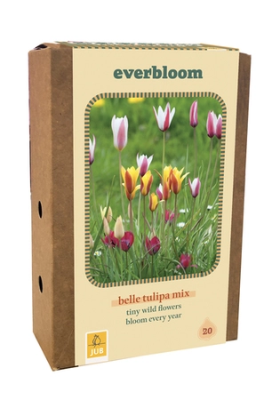 Doos Everbloom Tulipa Belle Tulipa Mix - 20 bloembollen
