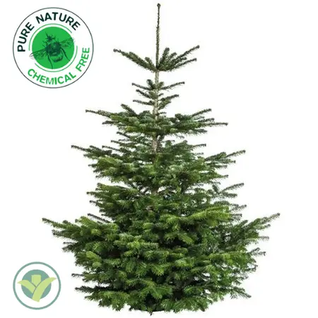 Echte kerstboom Nordmann gezaagd 225-250cm