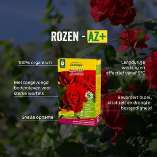 Rozen AZ USP
