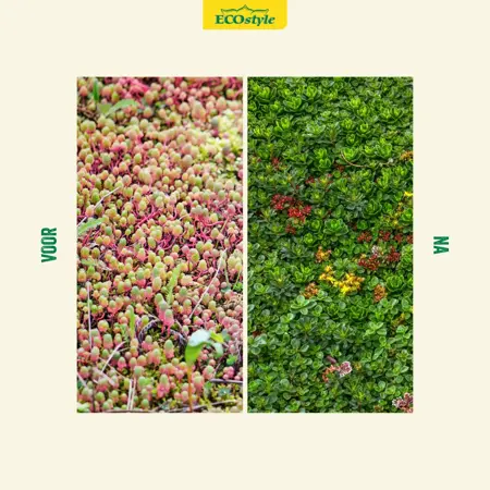 Ecostyle Sedum & Groene daken-AZ 800 g - afbeelding 3