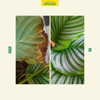 ECOstyle Spruzit-R concentraat 100 ml - afbeelding 3