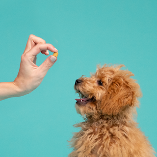 Edgard & Cooper - Bite Puppy Small Eend en Kip - afbeelding 3