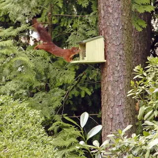 Eekhoorn voederhuis - afbeelding 3