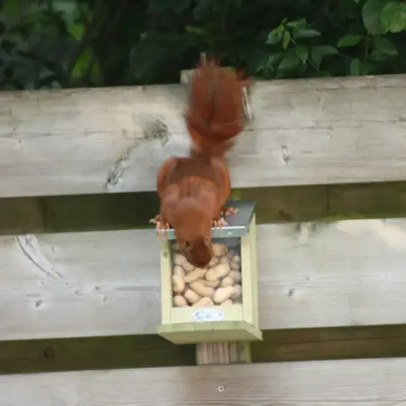 Eekhoorn voederhuis - afbeelding 4