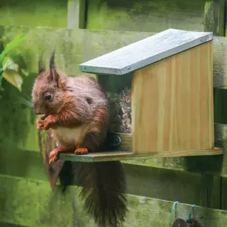 Eekhoorn voederhuis - afbeelding 5