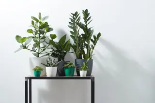 Elho - Pot Brussels Rond D14cm Wit - afbeelding 5