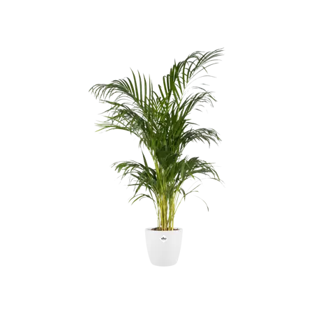 Elho - Pot Brussels Rond D18cm Wit - afbeelding 3