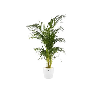 Elho - Pot Brussels Rond D30cm Wit - afbeelding 3