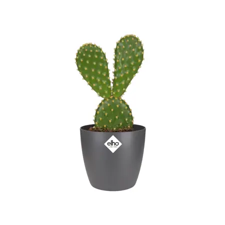 Elho - Pot Brussels Rond Mini D7cm Antraciet - afbeelding 3