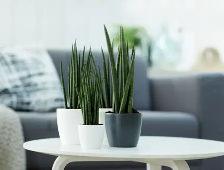 Elho - Pot Brussels Rond Mini D7cm Wit - afbeelding 4