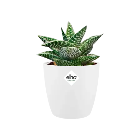 Elho - Pot Brussels Rond Mini D7cm Wit - afbeelding 3