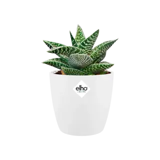 Elho - Pot Brussels Rond Mini D9.5cm Wit - afbeelding 3