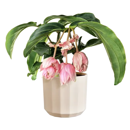 Elho Pot Facet D17cm Amandelroze - afbeelding 3