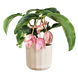 Elho Pot Facet D17cm Amandelroze - afbeelding 3