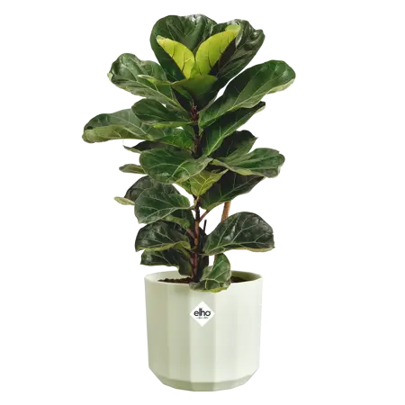 Elho Pot Facet D19cm Theegroen - afbeelding 3