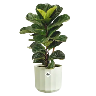 Elho Pot Facet D19cm Theegroen - afbeelding 3