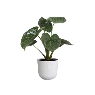 Elho - Pot Jazz D23cm - Zijdewit - afbeelding 2
