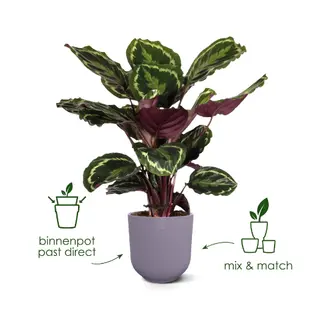Elho - Pot Jazz D23cm - Zijdewit - afbeelding 5