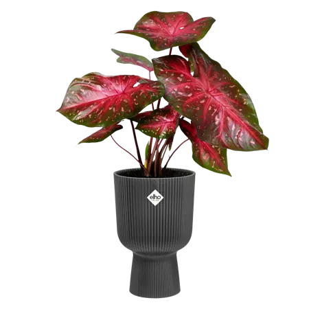 Elho - Pot Vibes Fold Coupe D14cm Antraciet - afbeelding 2