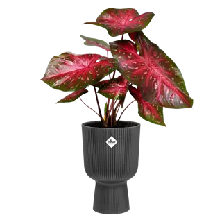 Elho - Pot Vibes Fold Coupe D14cm Antraciet - afbeelding 2