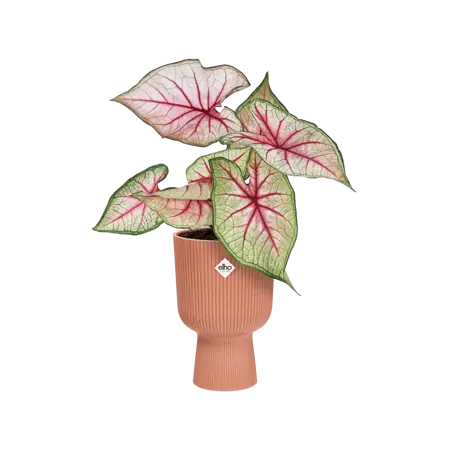 Elho - Pot Vibes Fold Coupe D14cm - Delicaat Roze - afbeelding 3
