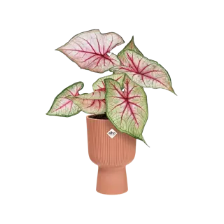 Elho - Pot Vibes Fold Coupe D14cm - Delicaat Roze - afbeelding 3