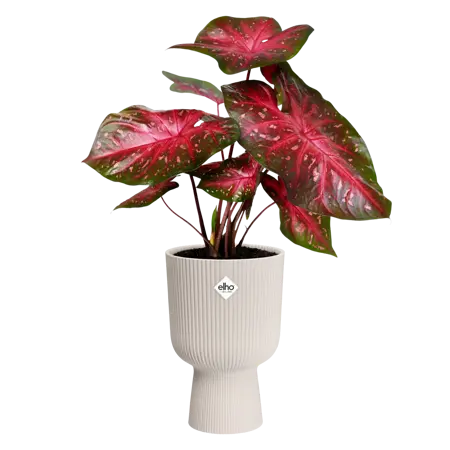 Elho - Pot Vibes Fold Coupe D14cm Linnen Wit - afbeelding 2